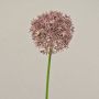Allium finto ARNAU, rosa, 60cm