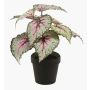 Begonia rex di plastica MEIRA, verde-rosa, 25cm