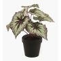Begonia rex di plastica MEIRA, verde-viola, 25cm