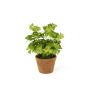 Trifoglio artificiale NICCOLO in vaso decorativo, verde, 25 cm
