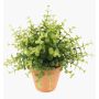 Erbe aromatiche artificiali Eucalipto JOSHUA in vaso di terracotta, verde, 20 cm, Ø 17 cm