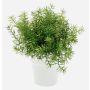 Erbe aromatiche artificiali Asparagus sprengeri JOSHUA in vaso di ceramica, 20 cm, Ø 17 cm