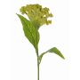 Fiore artificiale cresta di gallo ANUBIS, verde-giallo, 60 cm, Ø 14 cm