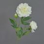 Peonia artificiale ONYX, bianco crema, 75 cm, Ø 10-13 cm