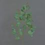 Ramo decorativo di eucalipto COBAR, in fiore, crossdoor, verde, 65 cm, Ø 1,5 cm