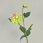 Dalia vellutata PATRITZIA, verde-rosa, 55 cm, Ø 4-9 cm