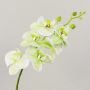 Ramo decorativo di orchidea Phalaenopsis OPHELIA, crema-verde, 80 cm, Ø 8-9 cm
