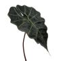 Foglia artificiale di Alocasia Sanderiana ALEPU, verde, 65 cm