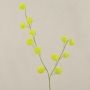Ramo decorativo Gomphocarpus ELAENA, frutti, verde, 100 cm