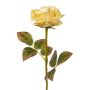Fiore decorativo rosa DRINT, effetto secco, verde-crema, 60cm, Ø10,5cm