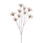 Clematide decorativa con infiorescenza HARWAY, rosa-oro, 70 cm, Ø 7 cm