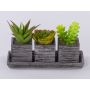 Composizione di piante grasse in schiuma sintetica SYLVIA in vasi decorativi, verde, 19x7,5x11cm