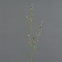Ramo decorativo Stirlingia latifolia COLLAN, bianco e nero, 75 cm, Ø 1 cm