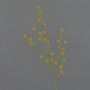 Ramo decorativo di Stirlingia latifolia COLLAN, arancione-verde, 75 cm, Ø 1 cm
