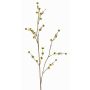 Ramo decorativo di Stirlingia latifolia COLLAN, giallo-verde, 75cm, Ø1cm