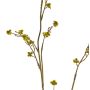 Ramo decorativo di Stirlingia latifolia COLLAN, giallo-verde, 75 cm, Ø 1 cm