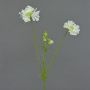 Scabiosa artificiale ANDIA, bianca, 80 cm, Ø 8-10 cm