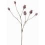 Capsule di papavero decorative ASUMAN, marroni, 70cm, Ø2-3cm