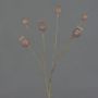 Capsule di papavero decorative ASUMAN, marroni, 70 cm, Ø 2-3 cm