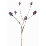 Capsule decorative di papavero ASUMAN, marrone scuro, 70cm, Ø2-3cm