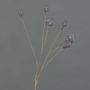 Capsule decorative di papavero ASUMAN, marrone scuro, 70 cm, Ø 2-3 cm