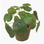 Succulenta artificiale pianta delle monete SYBIL in vaso di terracotta, verde, 13 cm