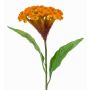Fiore artificiale cresta di gallo ANUBIS, giallo-arancione, 60 cm, Ø 14 cm