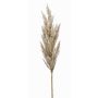 Ramo decorativo di erba della pampa a pannocchia BATERNO, color crema, 90 cm