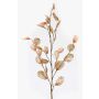 Ramo decorativo Lunaria BUELNA, marrone chiaro, 105cm