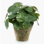 Piante grasse artificiali "pianta delle monete" SYBIL in vaso di terracotta, verde, 22 cm