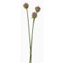 Mazzo decorativo di Allium LAMDA, viola-verde, 65 cm, Ø 4 cm