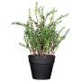 Erbe aromatiche artificiali Timo DURNAS in vaso decorativo, verde, 24 cm
