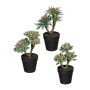 Composizione decorativa di piante grasse DRULKE in vaso decorativo, 3 pezzi, verde-rosa, 21-23 cm