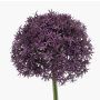 Fiore artificiale Allium PRAXEN, viola scuro, 90 cm