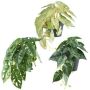 Mix di piante decorative sospese REFIS, Calathea Ornata, Monstera Adanson, Caladium, 3 pezzi, vaso decorativo, verde-colorato, 30cm, Ø20cm