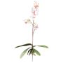 Orchidea Phalaenopsis decorativa MALZA, bastoncino, radici, bianco-viola, 55 cm