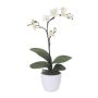 Orchidea Phalaenopsis decorativa MALZA, bastoncino, radici, color crema, 55 cm