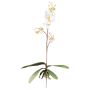 Orchidea Phalaenopsis decorativa MALZA, bastoncino, radici, color crema, 55cm