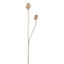 Ramo artificiale con capsule di papavero ORIONLA, marrone chiaro, 65 cm, Ø 3,5-4 cm