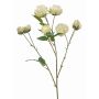 Ramo decorativo rosa cavolo TRUVOL, bianco-verde, 65cm, Ø2-6cm
