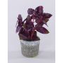 Erbe aromatiche artificiali: basilico POLINDA in vaso decorativo, rosso bordeaux, 26 cm