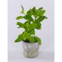 Erbe aromatiche artificiali: basilico POLINDA in vaso decorativo, verde, 26 cm