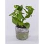 Erbe aromatiche artificiali Menta POLINDA in vaso decorativo, verde, 26 cm