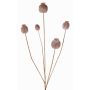Capsula di papavero sintetica FILOMELA, marrone chiaro, 75cm, Ø2-3,5cm