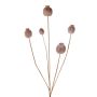 Capsula di papavero artificiale FILOMELA, marrone chiaro, 75 cm, Ø 2-3,5 cm