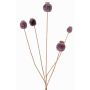 Capsula di papavero sintetica FILOMELA, marrone scuro, 75cm, Ø2-3,5cm