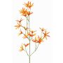 Ramo decorativo Tweedia solanoides PALLAS, arancione, 70cm, Ø5cm