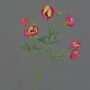 Ranuncolo vellutato YARIS, rosa-verde, 65 cm, Ø 3-4,5 cm