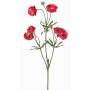 Ranuncolo vellutato YARIS, fucsia-verde, 65cm, Ø3-4,5cm