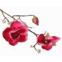 Ramo decorativo di magnolia KOSTAS, rosa shocking, 55 cm, Ø 6-8 cm